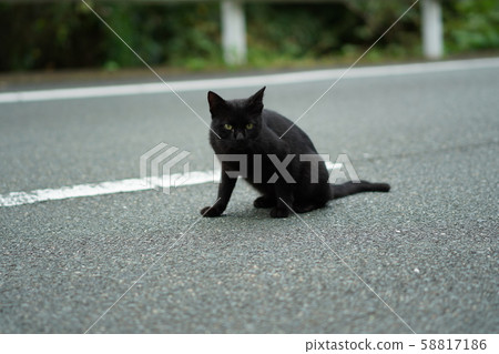 Stray cat, black cat, male 58817186