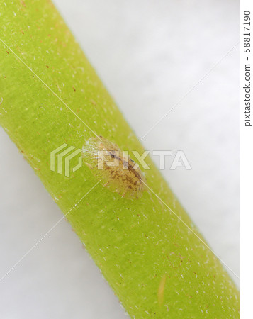 Scale insects pest. The growth stage of imago.  58817190