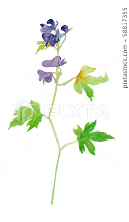 烏頭烏頭（Aconitum japonicum tricobut） 58817355