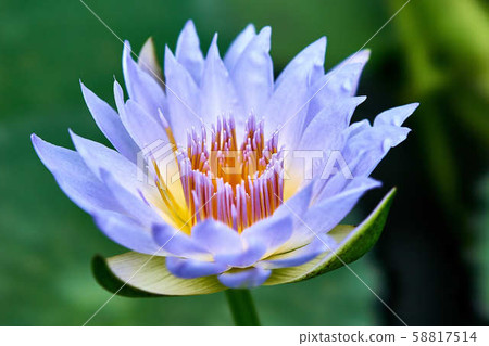 Water lily 58817514