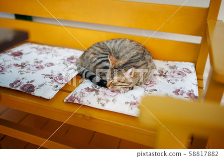 A tiger cat sleeps sweetly on an orange bench, 58817882