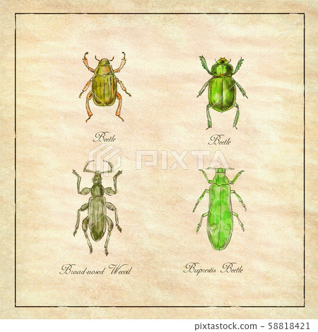 Beetle, Broad-Nosed Weevil and Buprestis Beetle Beetle, Broad-Nosed Weevil and Buprestis Beetle 58818421