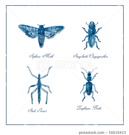 Sphinx Moth, Stag beetle, Stick Insect and Zuphium Sphinx Moth, Stag beetle, Stick Insect and Zuphium 58818423