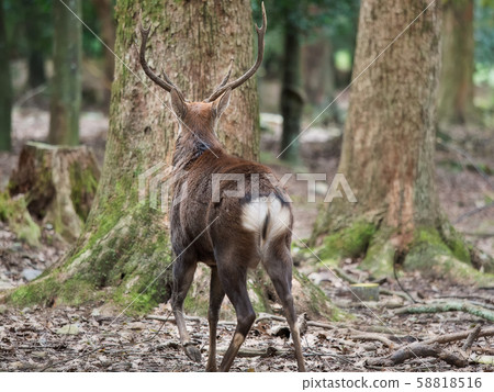 The back of the deer - Stock Photo [58818516] - PIXTA