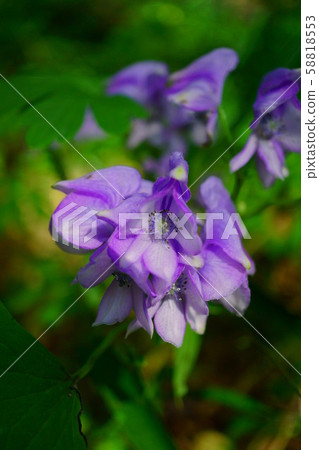 871 Yamatori Kabuto 58818553