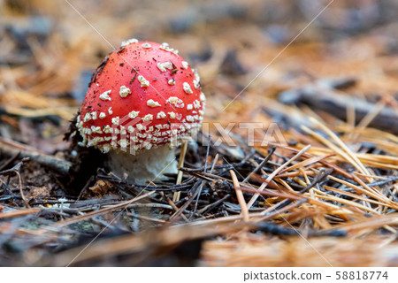 Single mushroom of fly agaric or Amanita Muscaria in forest 58818774