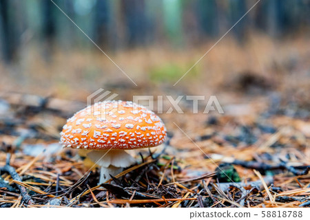 Single mushroom of fly agaric or Amanita Muscaria in forest Single mushroom of fly agaric or Amanita Muscaria in forest 58818788