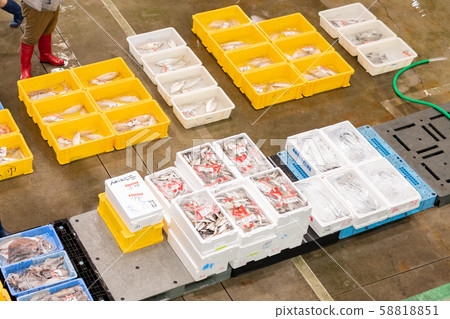 靜岡縣沼津港,魚類市場拍賣 靜岡縣沼津港,魚類市場拍賣 58818851