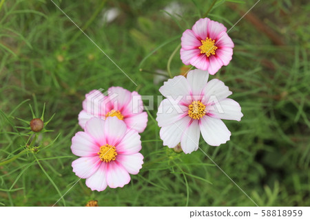 Cosmos Cosmos 58818959