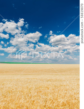 golden color agriculture field and blue sky with golden color agriculture field and blue sky with 58819870