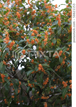 金木犀 照片素材 圖片 圖庫