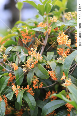 金木犀 照片素材 圖片 圖庫