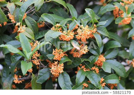 Kinmokusei Kinmokusei 58821170