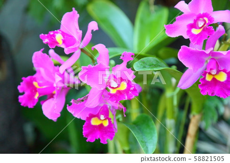 卡特蘭花 卡特蘭花 58821505
