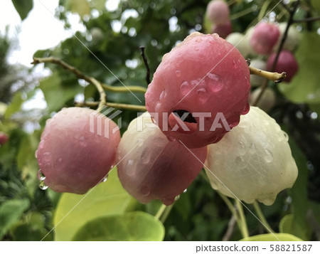 外來植物 58821587