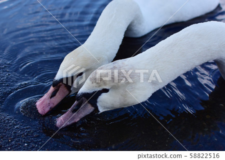 Friend Swan 58822516