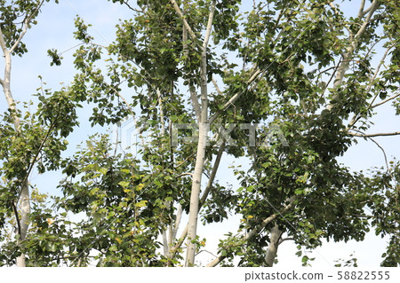 銀白楊 銀白楊 58822555