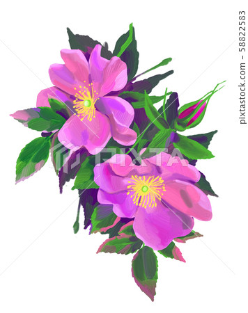 Dog rose draw digitally in oil technique isolated on white background Dog rose draw digitally in oil technique isolated on white background 58822583
