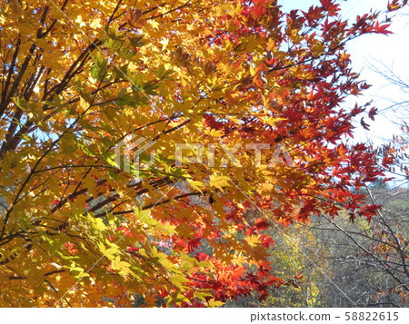 Sugadaira three-color maple Sugadaira three-color maple 58822615