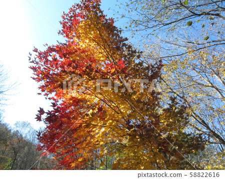 Sugadaira maple leaves 58822616