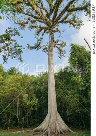 Large tree in Tikal ruins Large tree in Tikal ruins 58822937