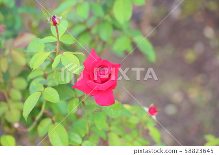 Rose flower Rob Roy 58823645