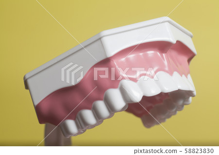 Dental human teeth model 58823830