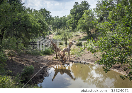 Giraffe in Kruger National park, South Africa 58824071
