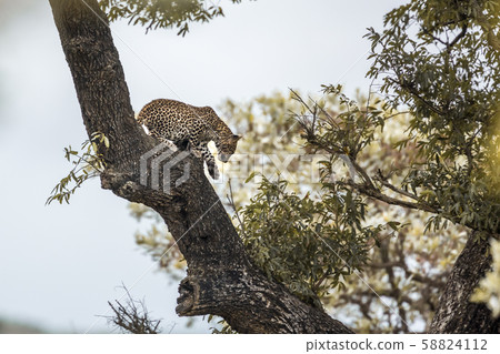 Leopard in Kruger National park, South Africa Leopard in Kruger National park, South Africa 58824112