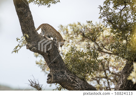 Leopard in Kruger National park, South Africa Leopard in Kruger National park, South Africa 58824113