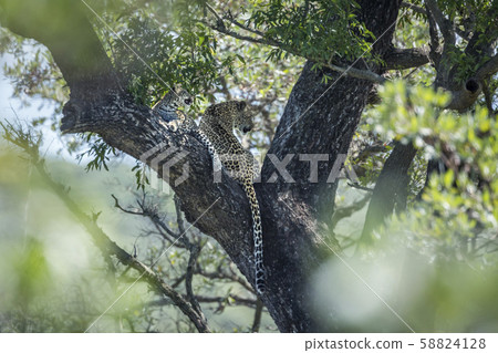 Leopard in Kruger National park, South Africa 58824128