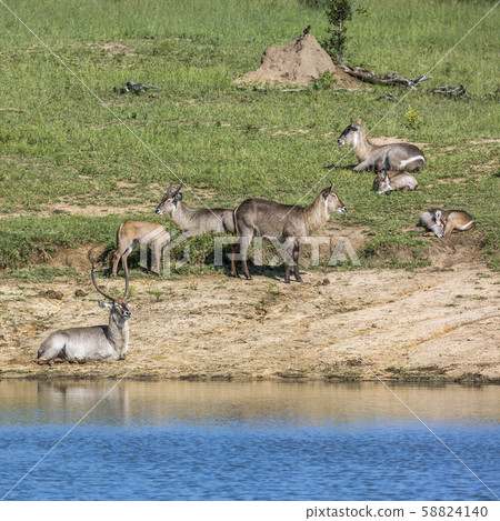 Common Waterbuck in Kruger National park, South Common Waterbuck in Kruger National park, South 58824140