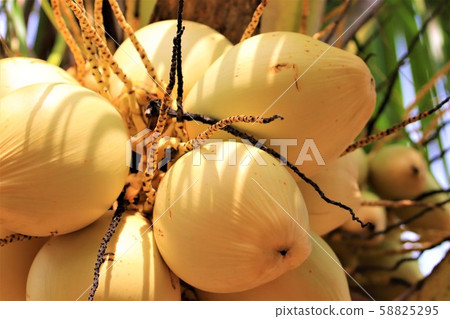 Palm fruit Palm fruit 58825295