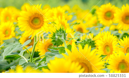 Sunflower (Akeno Sunflower Field) Sunflower (Akeno Sunflower Field) 58825331