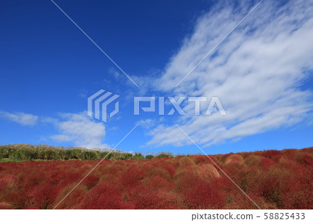 Autumn leaves of Kochia Hitachi Beach Park Ibaraki Prefecture 58825433