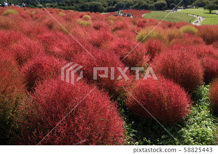 Kochia日立海灘公園茨城縣秋葉 58825443