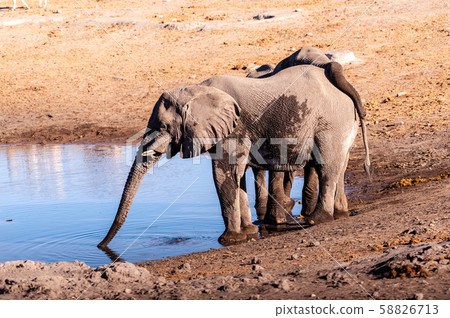 Two Male Elephants Drinking from a water hole. Two Male Elephants Drinking from a water hole. 58826713