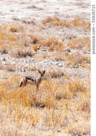 Jackal on the dry plains of Etosha Jackal on the dry plains of Etosha 58826715
