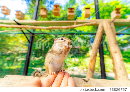 Chipmunk Hand-ride Hidayama Wildflower Nature Garden [Gifu Prefecture] 58826767