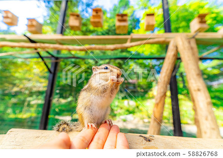 Chipmunk Hand-ride Hidayama Wildflower Nature Garden [Gifu Prefecture] 58826768
