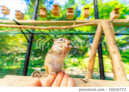 Chipmunk Hand-ride Hidayama Wildflower Nature Garden [Gifu Prefecture] 58826772