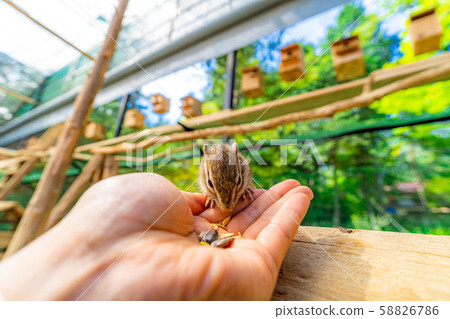 花栗鼠手騎飛ida山野花自然公園[岐阜縣] 58826786