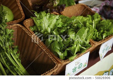 多葉蔬菜 多葉蔬菜 58826906