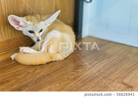 lovely cute Fennec fox lovely cute Fennec fox 58826941