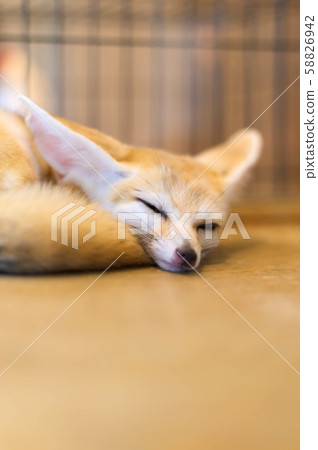 lovely cute Fennec fox sleepping lovely cute Fennec fox sleepping 58826942