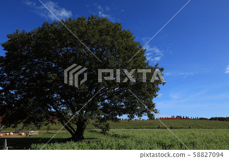 Hitachi Seaside Park (Ibaraki Prefecture) Hitachi Seaside Park (Ibaraki Prefecture) 58827094