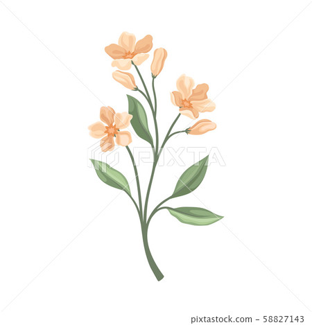 Branch with pale pink flowers. Vector illustration on a white background. 58827143