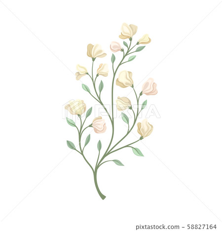 Long stalk with pale flowers. Vector... - Stock Illustration [58827164 ...