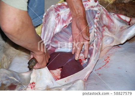Sheep slaughter Sheep slaughter 58827579