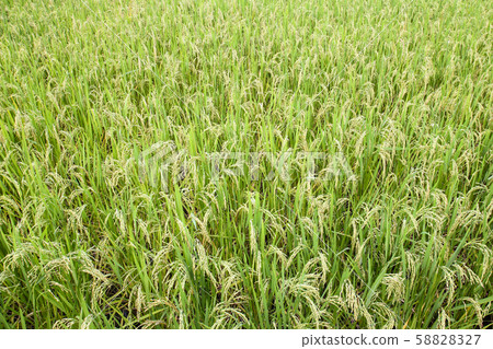 Rice field in Chiang Mai ,Thailand. Rice field in Chiang Mai ,Thailand. 58828327